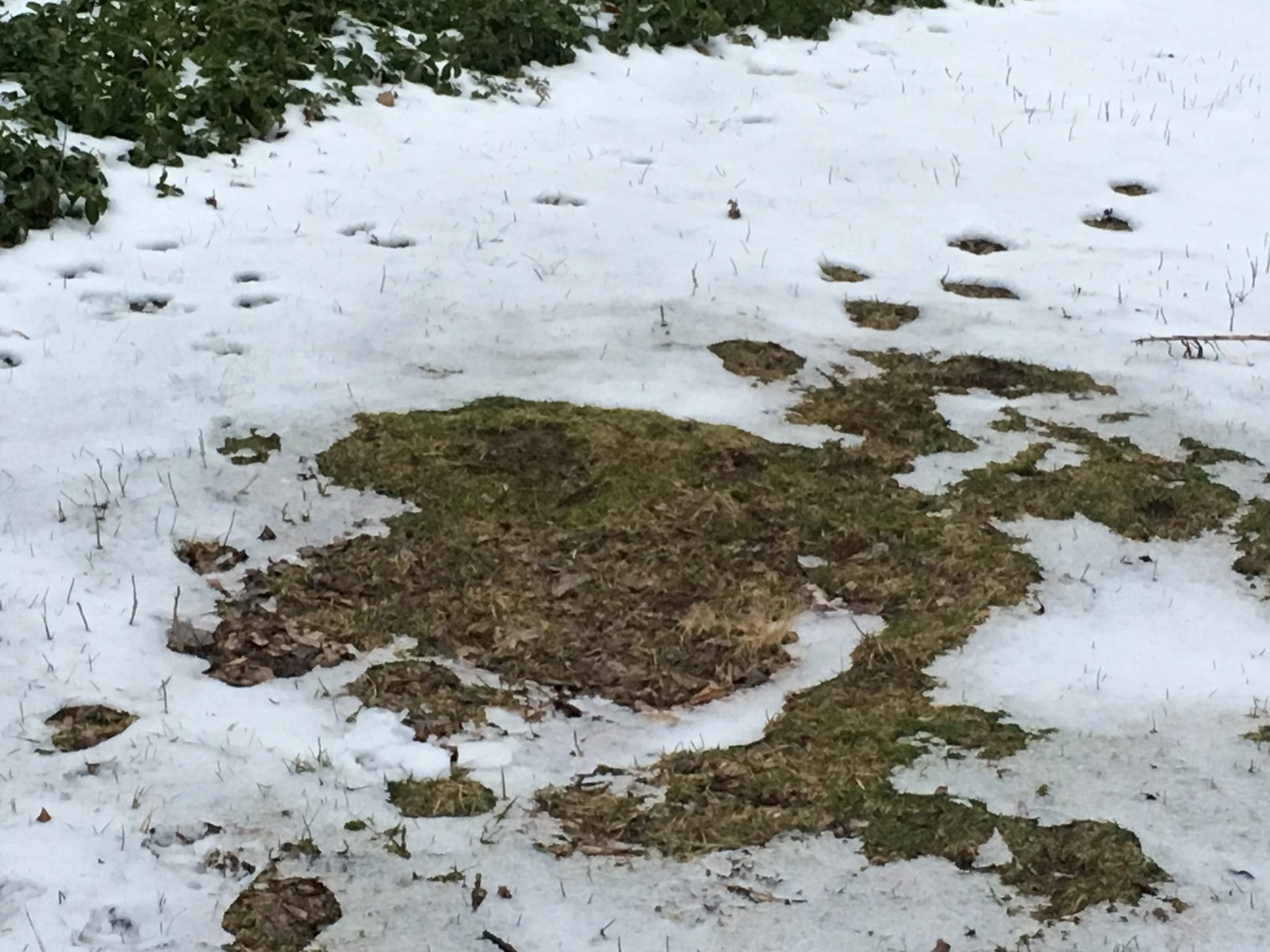 An easy way to find a septic tank lid under the snow! Wilson Services